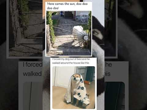 #memes #funny #trending #shorts