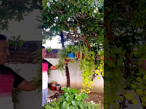 कटिंग से पौधे लगाना,दिल से गार्डेनिंग / plant from cutting #plants #gardening #short #shorts #garden