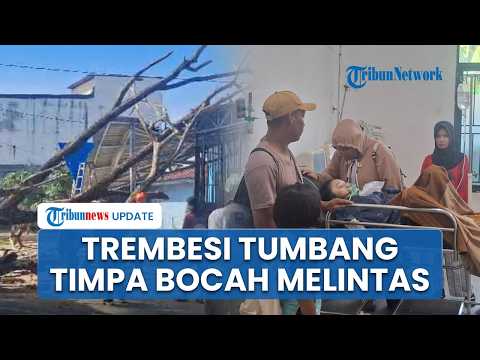 Bocah 4 Tahun Tewas Tertimpa Pohon Trembesi Tumbang di Parigi Moutong, Warga Sorot Keamanan Jalan
