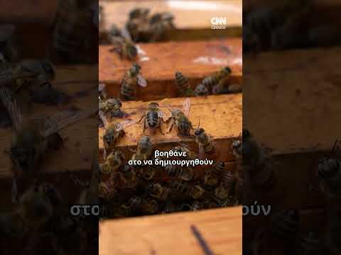 Πώς μπορεί, να συμβάλλει στο περιβάλλον μιας πόλης γεμάτης τσιμέντο η αστική μελισσοκομία;