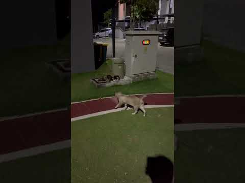 Kucing Bapao Bertemu Kucing Hantu Gemuk In The End #cat #nizamkucinglucu #cute #貓咪日常 #imut #貓