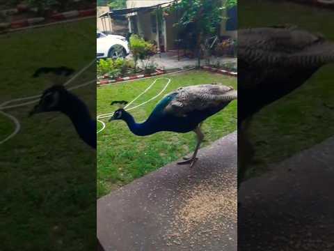 Khana khane ka tarika🦚 #birds #nature #peacock #mor #viralshort #birdslover #mayur