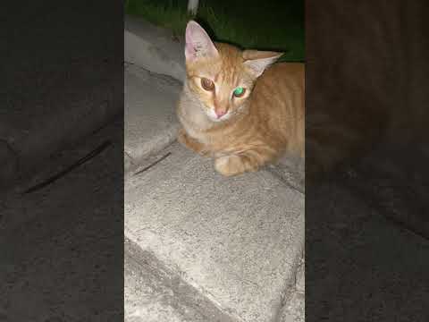 Mata Kucing Puman Lucu Banget #cat #nizamkucinglucu #kitten #貓咪日常 #cute #imut #貓 #funny #animals