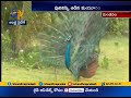 Watch Video: Peacock Dance on Railway Track in Tamilnadu