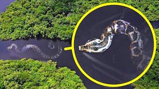 Самая тяжелая змея в мире и еще 17 монстров Амазонки