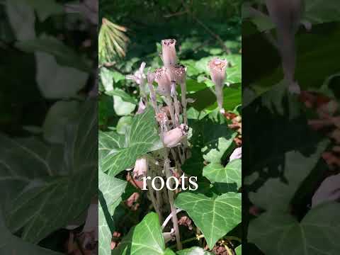 Incredible Parasitic Plant Doesn't Need Leaves to Survive 😳🌿 #wtf #naturelovers #education