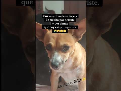 hazme ese favor porfa....#quevidamasperrallevo#animalshorts #lavidaesbella #memesviral #perros