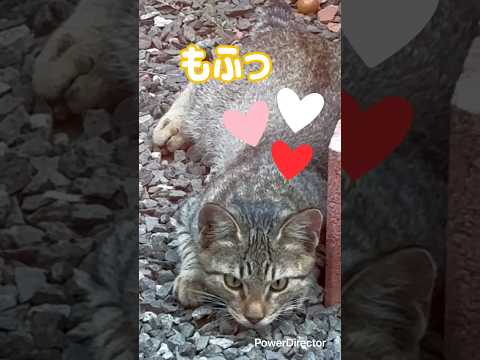 おれのトリコになったしもたらきっと♡ #野良猫　#野良子猫