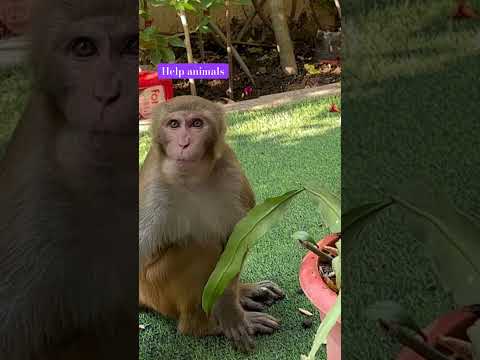 Help the animals. #shortsfeed #monkey #short