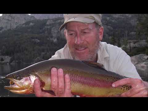 Wyoming Golden Trout