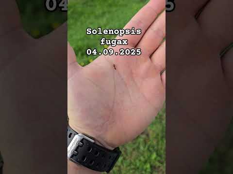 Rójka Solenopsis fugax 04.09.2025 #ants #rójka