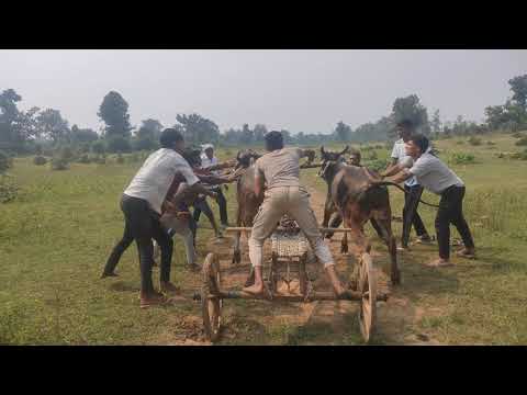 गोल्डी भैया (मोहगाव तिल्ली) इंका घर का जोडा (हरण्या और रुद्रा) सटवा डव्वा के दान पे 🔥👑💯@rajagora1651