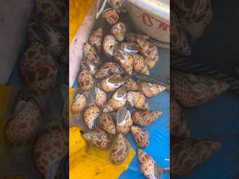 உயிருடன் சங்கு விற்பனை 🐚 | கோவளம் கடற்கரை சந்தை #shorts