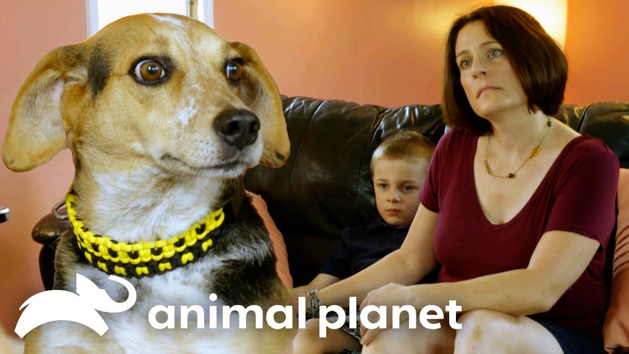 Will this Grieving Family Get the Dog They Deserve?! | Pit Bulls & Parolees | Animal Planet