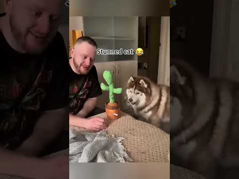 Funny and cute dogs compilation#funnydogs#cute#doglover#doglife#cure#dogshorts#pet#doglife#dogshorts