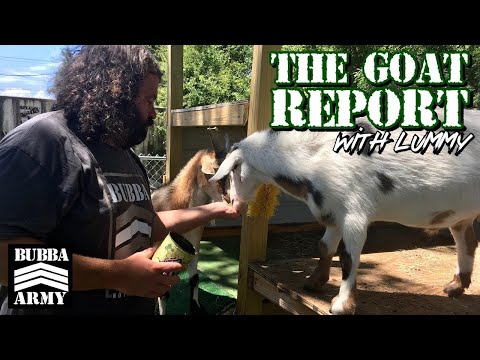 The #Goat Report with Lummy! #TheBubbaArmy #animals #goats #nflanimalpicks #farmlife