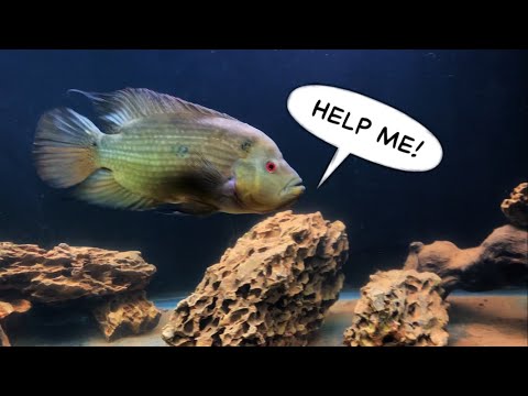 Trimac Cichlid Dec/2022 Update Update on my 12” Trimac cichlid hulk and reason you haven’t seen him. Please let me know what ki