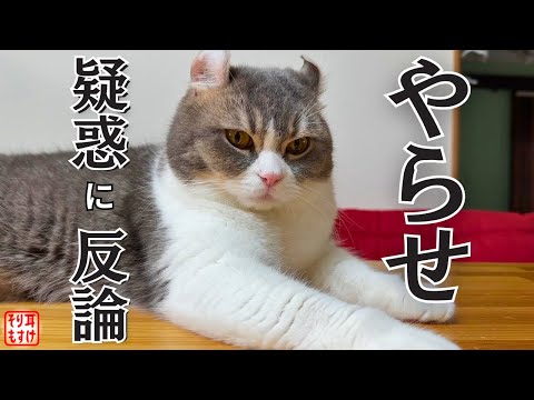 ヤラセ疑惑の数々を自分で晴らしていくスタイルの猫たち。