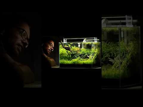 You can create this aquarium It really isn’t that difficult. I promise, anyone can make an aquarium like this thrive.
For this 