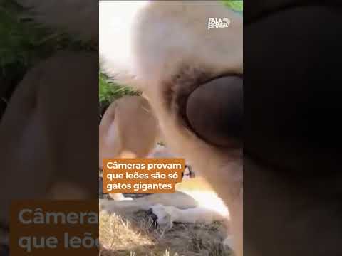 Câmeras provam que leões são só gatos gigantes #shorts