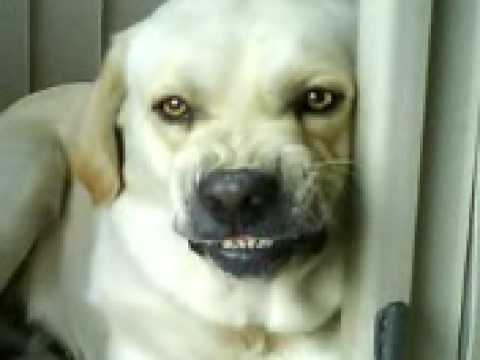 愛生氣的拉布拉多