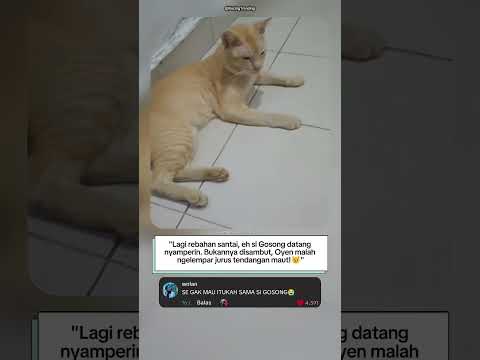 “Oyen Lagi Santai, kucing hitam Datang Ganggu Langsung Kena Tendang!🥺”