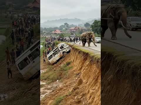 Can the Elephant Save Them? It Tries to Pull a Stuck Minibus to Safety! #shorts