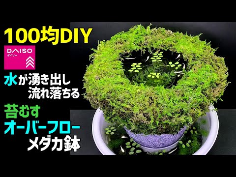 【100均DIY】水が湧き出し流れ落ちる【オーバーフローメダカ鉢】の作り方 /和風ビオトープ/つくばい