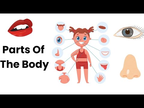 30+ Parts of the Body Names| English vocabulary 