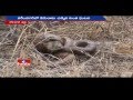 Caught on Camera : Cobra and Two Headed Snake Fight