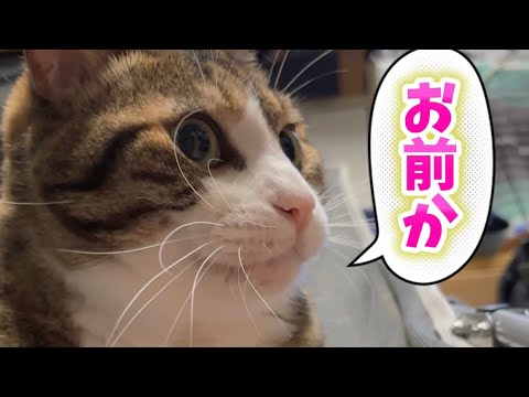 猫の動画サムネイル - マッタリしたい球太🆚遊びたい母ちゃん