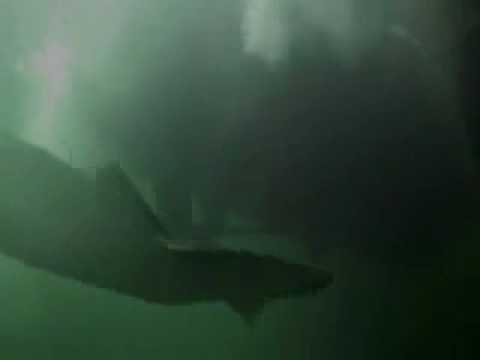 Kraken: Tentacles of the Deep'
