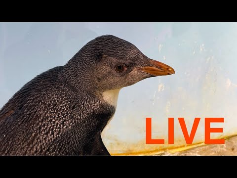 【LIVE】ヒナの名前が決まりました！