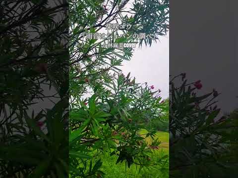 蒲郡市のラグーナ付近の広場です。今日は雨で、この動画に合わせて小林麻美さんのcoverで柴咲コウさんが歌う「雨音はショパンの調べ」を聴いてください。#柴咲コウ #小林麻美#雨音はショパンの調べ