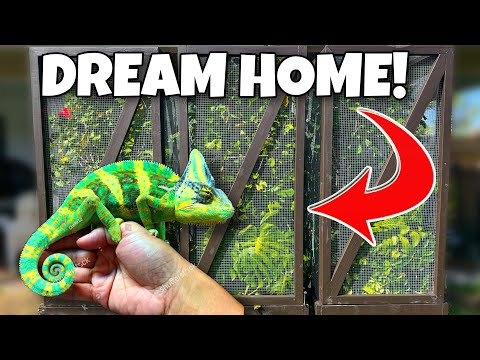EXOTIC CHAMELEON Gets His DREAM HOME!! In this video, we rehome our exotic chameleon Ralph to his dream home!! Enjoy! 

Gio’s Channel_ ht