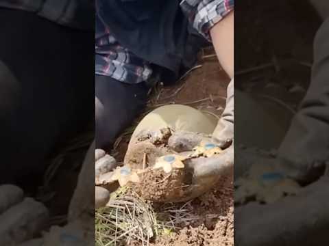 Essa achado MUDOU a sua VIDA!!! 🫣😨💰 #viralvideo