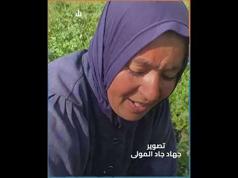 يا حلاوتك يا جمالك.. ابتسامة جميلات البصل تضيء الأرض الزراعية بالمنوفية