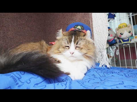 #77 お友達がやってきたにゃ!「ふにゃ~り日和」