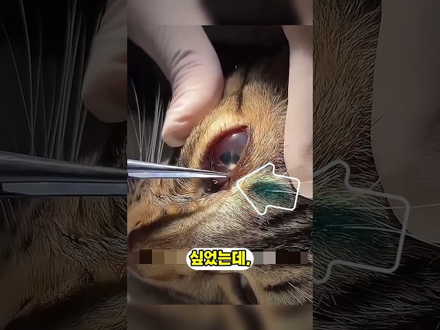 사망 1일전 고양이를 발견한 수의사의 행동