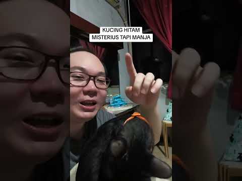 Fakta Unik Kucing - kucing hitam misterius tapi manja