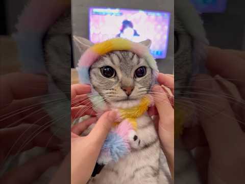 猫の動画サムネイル - マンチカンを小さい頃から愛情いっぱいに育てました!! #shorts #猫 #cat