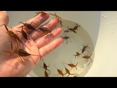 田舎にいるレアな水生昆虫を捕獲して観察。