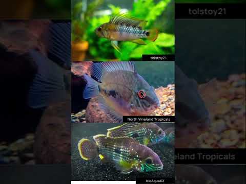 NEW WORLD CICHLIDS Mesmerize Get plenty of beautiful New World cichlids inspiration for your tank. With dazzling colors and disti