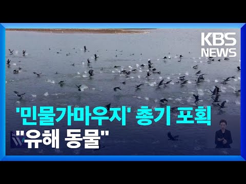 ‘민물가마우지’ 첫 총기 포획 시작…도심·관광지는 방법 고심 / KBS  2024.04.02.