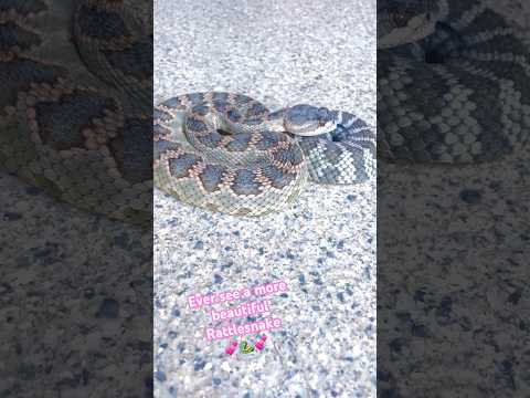 A Beautiful Rattlesnake 🐍 Do you agree 🤔