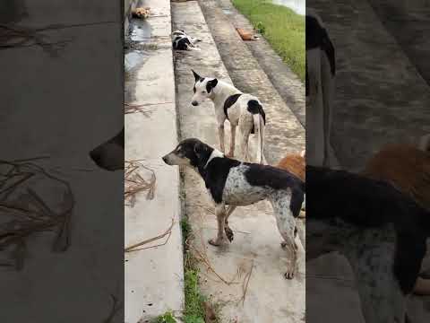 kutta ka baap #kutta hota Hai Billa nahin hota #comedy video kutta wala