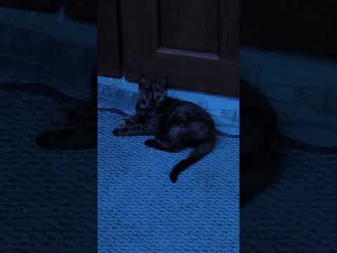 Pisica jucăușă , #cat #bucovina #românia #animals #romaniamea