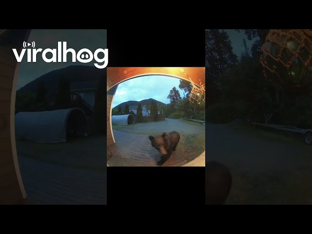 Barking Dog Defends Front Door From Alaskan Brown Bear || ViralHog