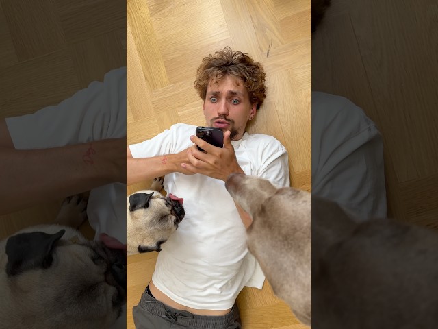 СОБАКИ НАПАЛИ ИЗ-ЗА @qbrix-world НА НИКИТУ 🤯