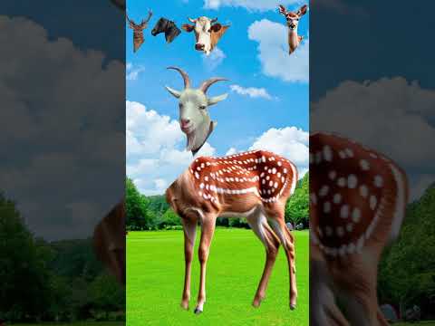 #cow#animation#cartoon#viralvideo#comedy#trending#animals#viral